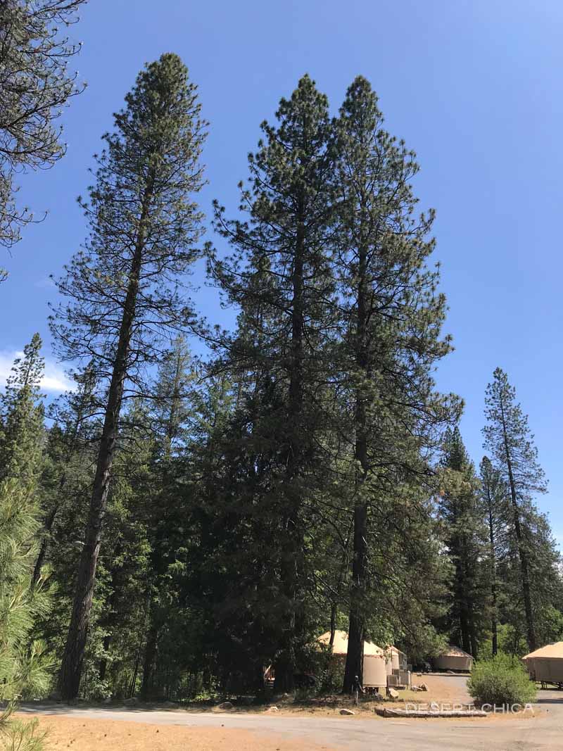 Amazingly tall trees right next to our Yurt at Yosemite Lakes RV Resort