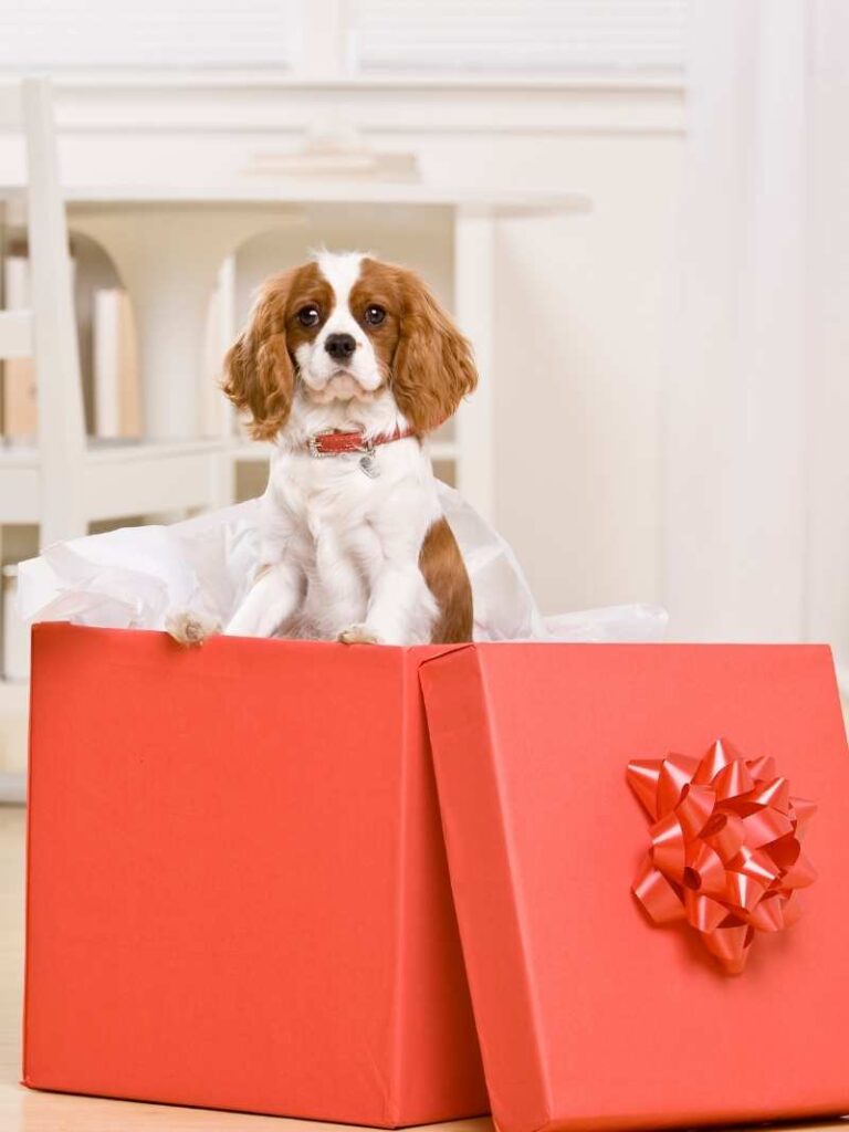 Spaniel popping out of a red present with bow